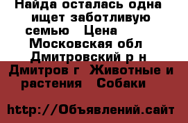 Найда осталась одна, ищет заботливую семью › Цена ­ 100 - Московская обл., Дмитровский р-н, Дмитров г. Животные и растения » Собаки   
